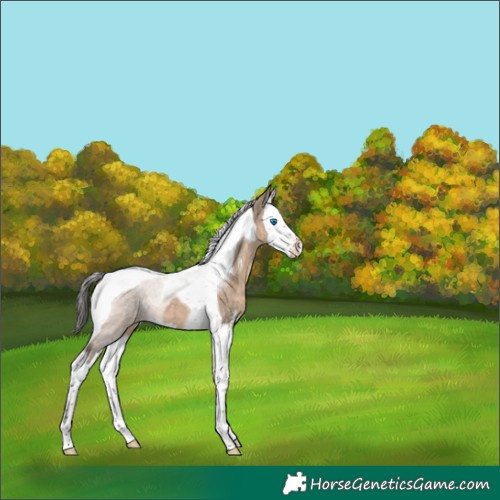 Horse Color:Brown Dun Sabino Splash Tobiano 
