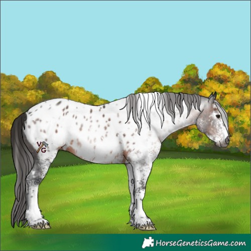 Horse Color:Gray White Spotted Brown Appaloosa 