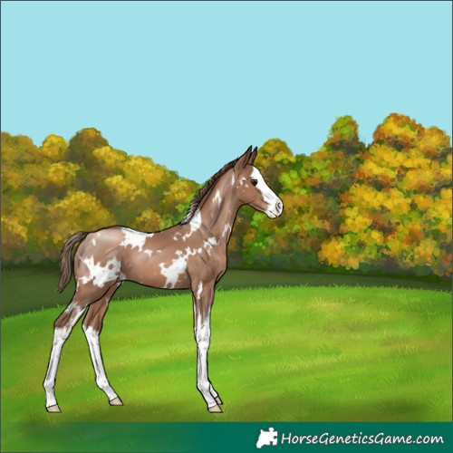 Horse Color:White Spotted Black Pearl Splash 