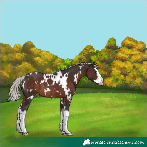 Horse Color:White Spotted Silver Brown Splash Rabicano 