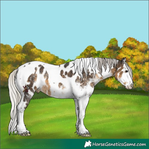 Horse Color:White Spotted Silver Smoky Black Splash Tobiano Appaloosa Rabicano 