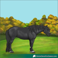 Horse Color:Black 