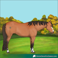 Horse Color:Unknown 