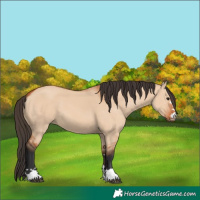 Horse Color:Bay Dun