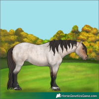 Horse Color:Bay Roan Dun 