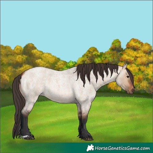Horse Color:Bay Roan Dun 