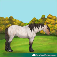 Horse Color:Bay Roan Dun 