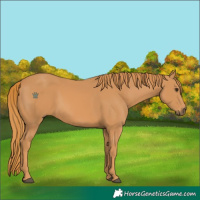 Horse Color:Unknown 