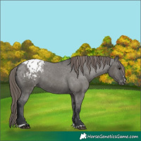 Horse Color:Grullo Appaloosa 