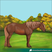 Horse Color:Chestnut 