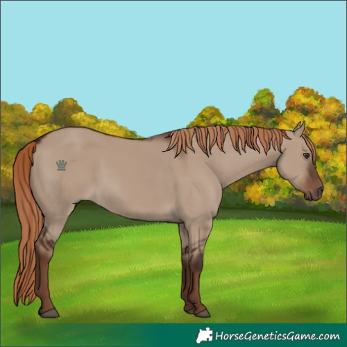 Horse Color:Unknown 