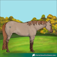 Horse Color:Unknown 