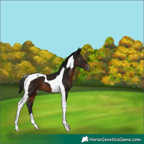 Horse Color:Gray Brown Tobiano Appaloosa 