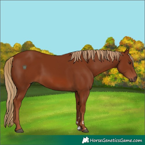 Horse Color:Unknown 
