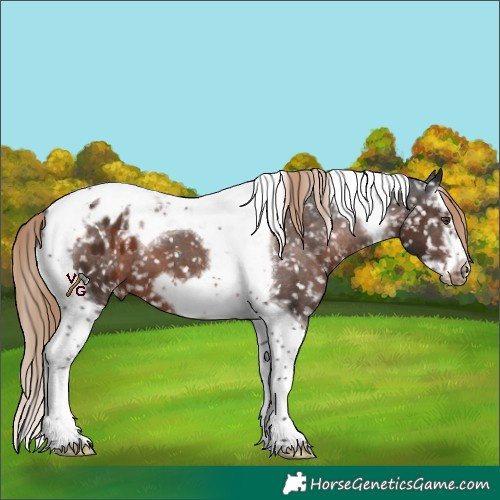 Horse Color:Liver Chestnut Splash Tobiano Frame Appaloosa 