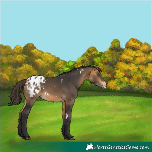 Horse Color:White Spotted Buckskin Appaloosa 