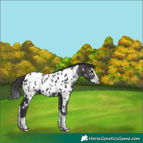 Horse Color:White Spotted Smoky Black Splash Appaloosa 