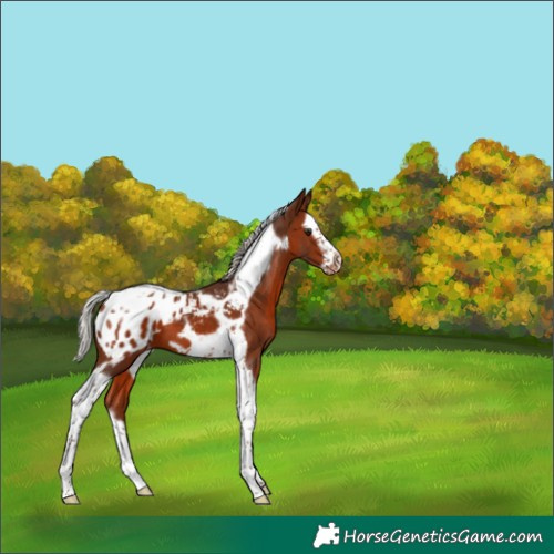 Horse Color:Silver Brown Splash Tobiano Frame Appaloosa 
