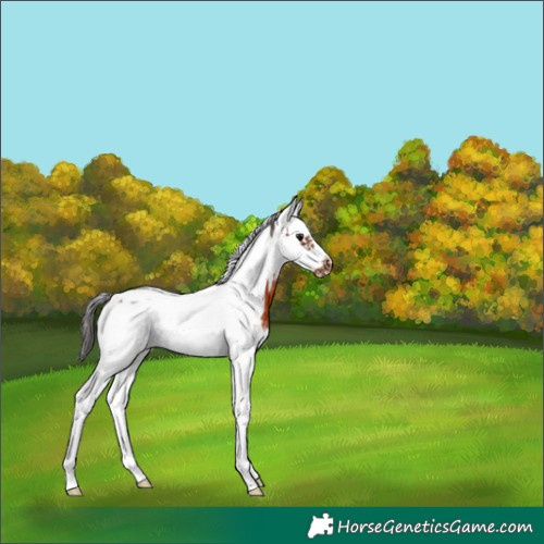 Horse Color:Brown Sabino Splash Tobiano Frame 