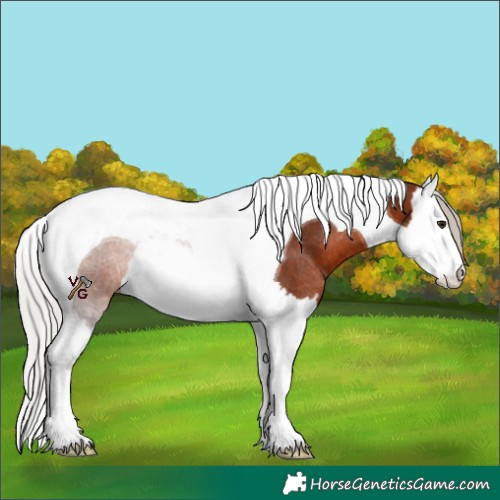 Horse Color:Silver Brown Splash Tobiano Rabicano 