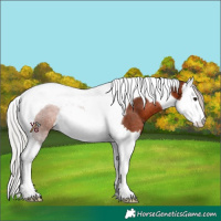 Horse Color:Silver Brown Splash Tobiano Rabicano