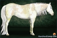 Horse Color:White Spotted Palomino Pearl Splash