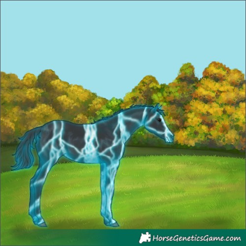 Horse Color:Thunderstruck Black
