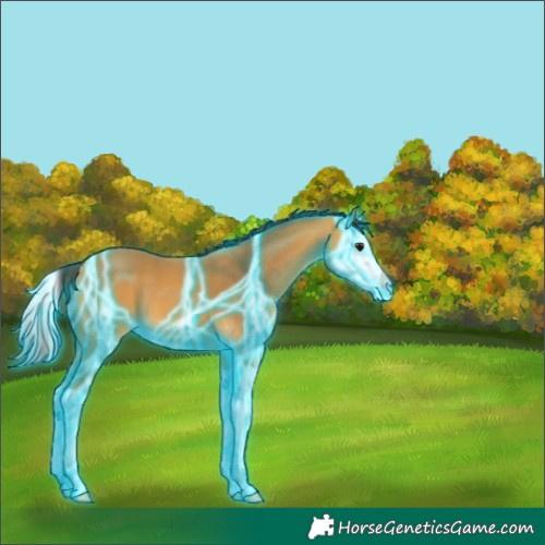 Horse Color:Thunderstruck Buckskin Splash