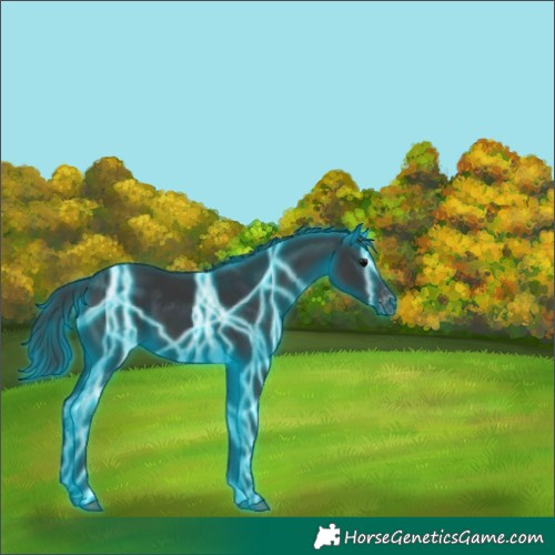 Horse Color:Thunderstruck Black Appaloosa 