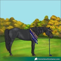 Horse Color:Black 