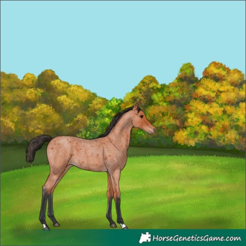 Horse Color:Bay Roan 