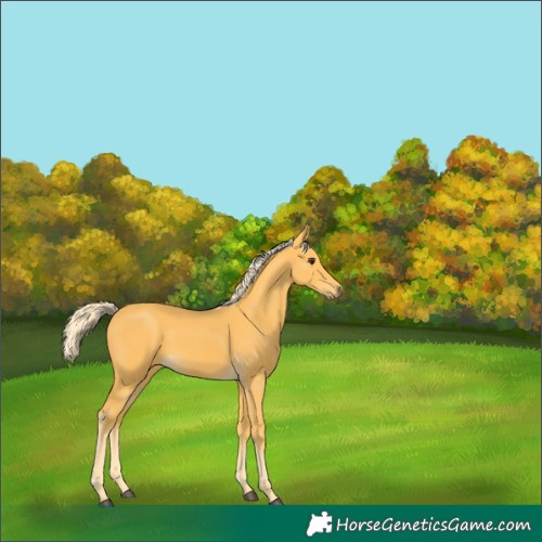 Horse Color:Palomino 