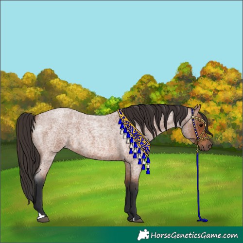Horse Color:Bay Roan 