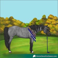 Horse Color:Blue Roan 