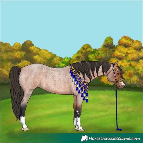 Horse Color:Bay Roan