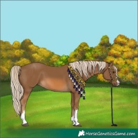 Horse Color:Chocolate Palomino 