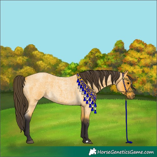 Horse Color:Buckskin Roan