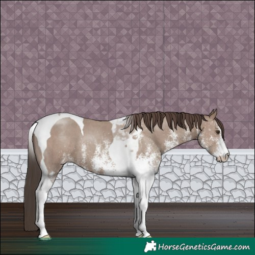 Horse Color:White Spotted Classic Champagne Tobiano 