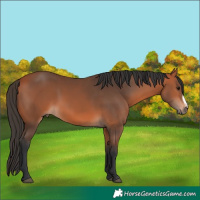 Horse Color:Bay Frame 