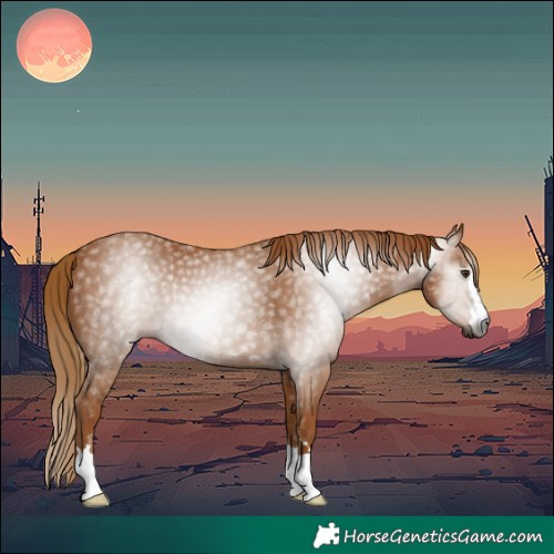 Horse Color:Gray Chestnut 