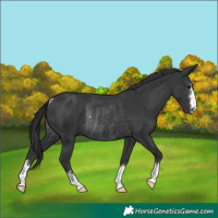 Horse Color:Black Rabicano