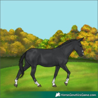 Horse Color:Black 