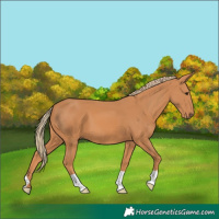 Horse Color:Chestnut 