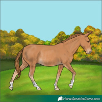 Horse Color:Chestnut Rabicano