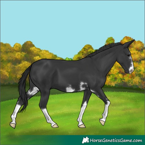 Horse Color:Black 