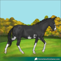 Horse Color:Black 