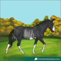 Horse Color:Black Rabicano 