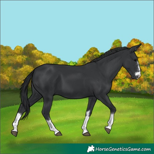 Horse Color:Black 