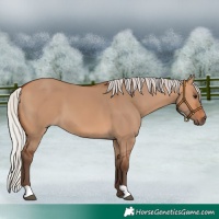 Horse Color:Silver Bay Dun