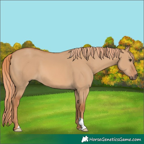 Horse Color:Red Dun 